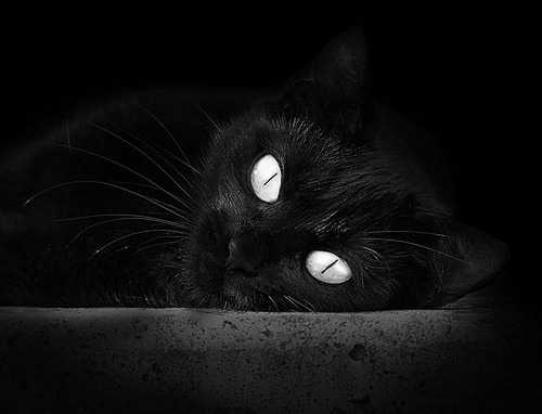 《每日邮报》：荷兰女足在预选赛中表现出色，荷兰女足官网